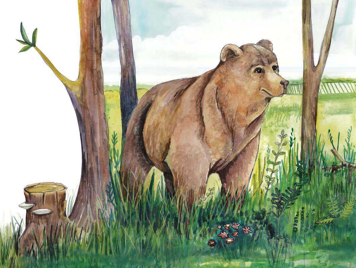 bear walking in the woods illustration